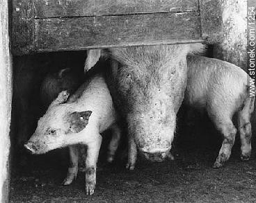 Pigs. - Fauna - MORE IMAGES. Photo #1254