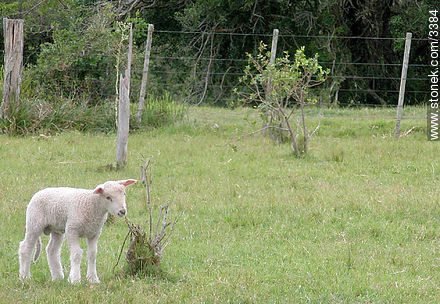Lamb. - Fauna - MORE IMAGES. Photo #3384