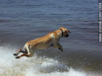 Labrador Retriever jumping into the sea - Fauna - MORE IMAGES. Photo #1304