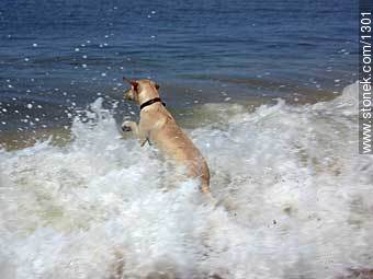 Labrador Retriever jumping into the sea - Fauna - MORE IMAGES. Photo #1301