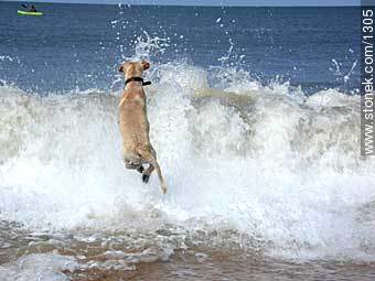 Labrador Retriever jumping into the sea - Fauna - MORE IMAGES. Photo #1305