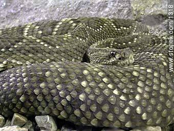 Serpiente de Cascabel - Fauna - IMÁGENES VARIAS. Foto No. 1318