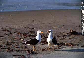 Seagulls - Fauna - MORE IMAGES. Photo #1219