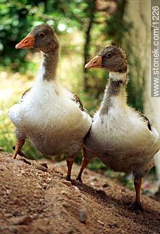Gooses. - Fauna - MORE IMAGES. Photo #1226
