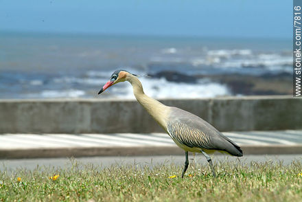 Whistling Heron  - Punta del Este and its near resorts - URUGUAY. Photo #7816