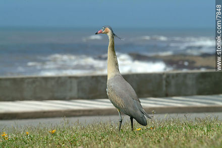 Chiflón o garza amarilla de paseo por Punta del Este - Punta del Este y balnearios cercanos - URUGUAY. Foto No. 7848