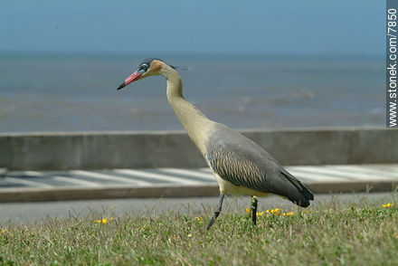 Chiflón o garza amarilla de paseo por Punta del Este - Punta del Este y balnearios cercanos - URUGUAY. Foto No. 7850