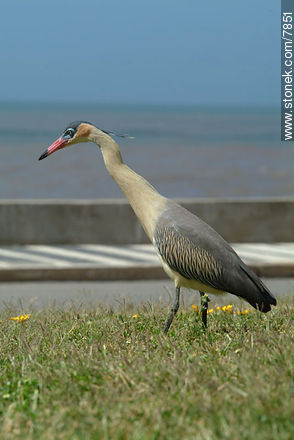 Chiflón o garza amarilla de paseo por Punta del Este - Punta del Este y balnearios cercanos - URUGUAY. Foto No. 7851