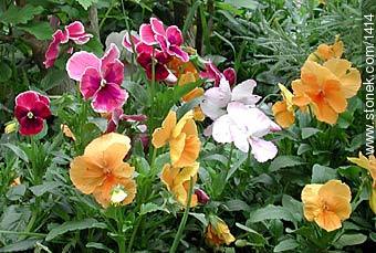 Pansy - Flora - MORE IMAGES. Photo #1414