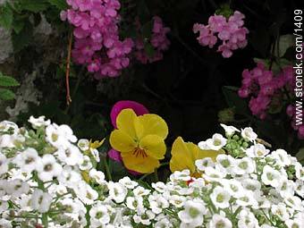 Aliso (blanco), minipensamiento - Flora - IMÁGENES VARIAS. Foto No. 1409
