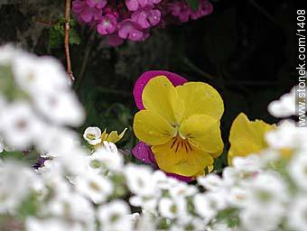 Mini panse - Flora - MORE IMAGES. Photo #1408