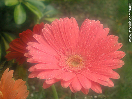  - Flora - IMÁGENES VARIAS. Foto No. 3405