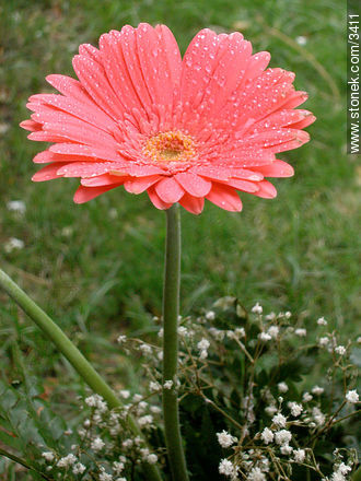  - Flora - IMÁGENES VARIAS. Foto No. 3411
