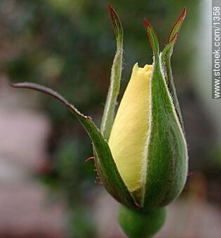 Mini rose - Flora - MORE IMAGES. Photo #1358