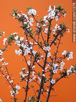 Garden plum tree flower - Flora - MORE IMAGES. Photo #1376