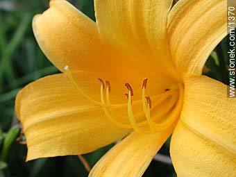 Hemerocallis - Flora - MORE IMAGES. Photo #1370
