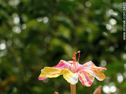  - Flora - IMÁGENES VARIAS. Foto No. 3422