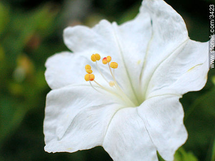  - Flora - IMÁGENES VARIAS. Foto No. 3423