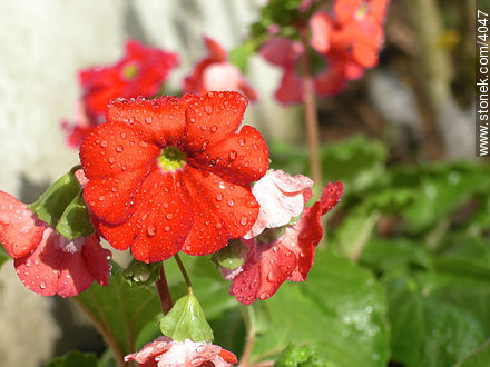 Petunias - Flora - IMÁGENES VARIAS. Foto No. 4047