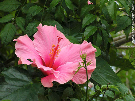  - Flora - IMÁGENES VARIAS. Foto No. 3451