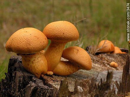 Wild fungus. - Flora - MORE IMAGES. Photo #3474