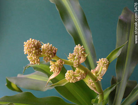 Flor del palo de agua - Flora - IMÁGENES VARIAS. Foto No. 3476