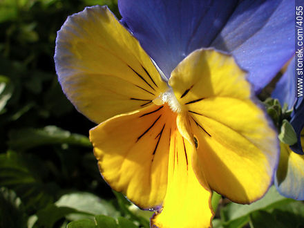  - Flora - IMÁGENES VARIAS. Foto No. 4055
