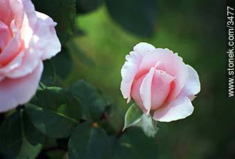 Rosas - Flora - IMÁGENES VARIAS. Foto No. 3477