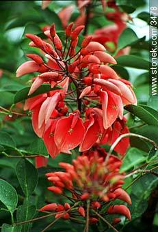 Ceibo flower. National flower of Uruguay. - Flora - MORE IMAGES. Photo #3478