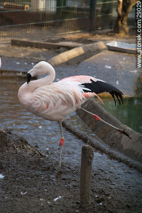 Flamingo stretching - Region of Alsace - FRANCE. Photo #29029