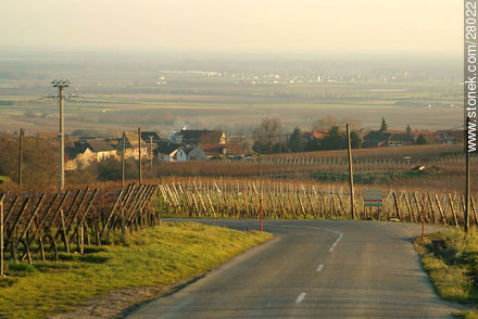 Alsace wine rout. Road D1bis - Region of Alsace - FRANCE. Photo #28022