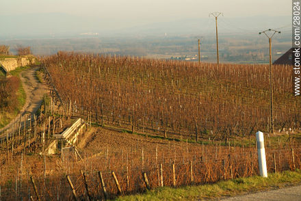 Vineyard in winter - Region of Alsace - FRANCE. Photo #28024