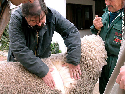 Inspección de una oveja por parte de un posible comprador. - Departamento de Montevideo - URUGUAY. Foto No. 3665