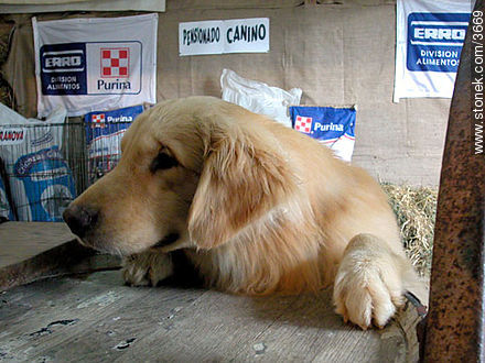 Un cachorro de Golden Retriever en un stand. - Departamento de Montevideo - URUGUAY. Foto No. 3669