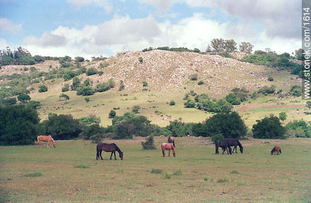 Horses beside the mountains of Lavalleja. -  - URUGUAY. Photo #1614
