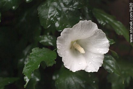Altea o falso hibisco - Flora - IMÁGENES VARIAS. Foto No. 9420