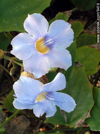  - Flora - IMÁGENES VARIAS. Foto No. 9419