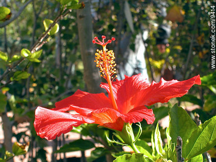  - Flora - IMÁGENES VARIAS. Foto No. 9414