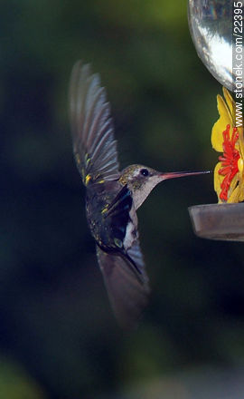Hummingbird - Fauna - MORE IMAGES. Photo #22395
