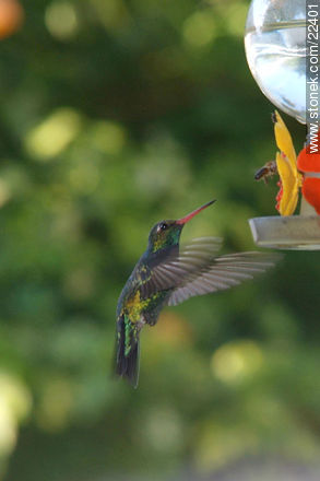 Hummingbird - Fauna - MORE IMAGES. Photo #22401