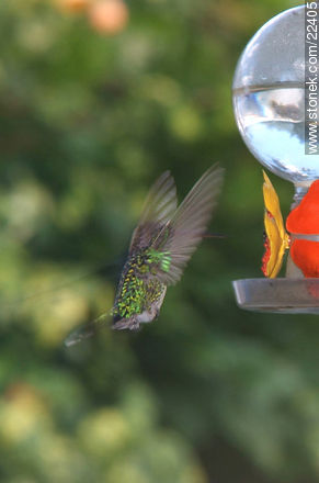 Hummingbird - Fauna - MORE IMAGES. Photo #22405