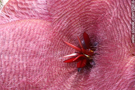 Stapelia - Flor de carroña - Flora - IMÁGENES VARIAS. Foto No. 22416