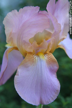 Iris barbata - Flora - MORE IMAGES. Photo #22424