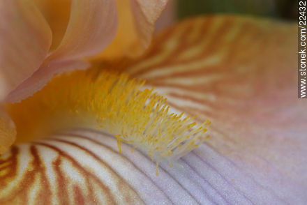 Iris barbata - Flora - IMÁGENES VARIAS. Foto No. 22432