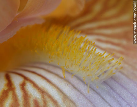 Iris barbata - Flora - MORE IMAGES. Photo #22433