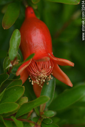 Flor de la granada de jardín - Flora - IMÁGENES VARIAS. Foto No. 22434
