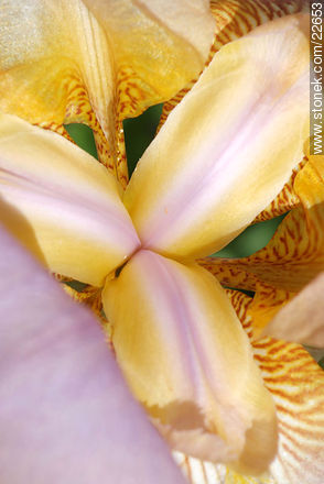 Iris barbata - Flora - IMÁGENES VARIAS. Foto No. 22653