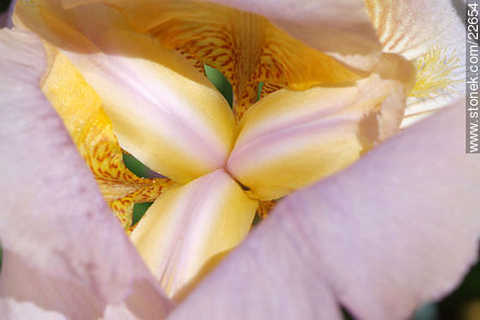 Iris barbata - Flora - MORE IMAGES. Photo #22654