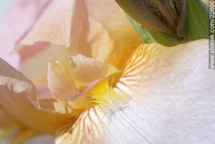 Iris barbata - Flora - IMÁGENES VARIAS. Foto No. 22660