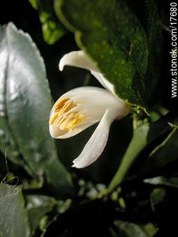 Azahar, flor del limonero - Flora - IMÁGENES VARIAS. Foto No. 17680